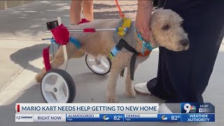 El Paso dog needs community’s help in reaching forever home