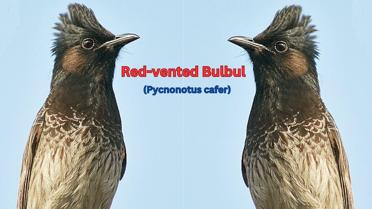 Red-vented bulbul (Pycnonotus cafer) - Red-vented bulbul habitat ...