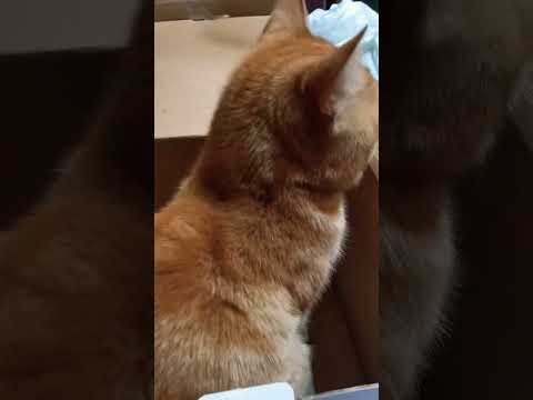     اكسبلور  طبق لجاتو اوتورته اوكب كيك