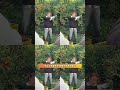 Nowadays in Guangxi even Wu Kequn has to pick tangerines first when he returns #Wu Kequn#W