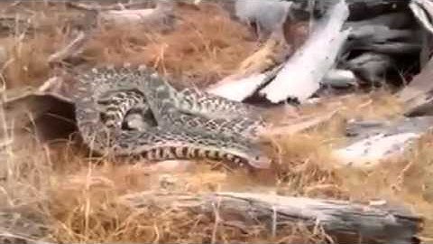 Sonoran Gophersnake Hissing