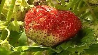 Плод (ягода, яблоко, костянка, многокостянка, боб, стручок, коробочка, орех, желудь, семянка)