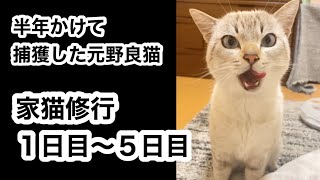 元野良猫の家猫修行【1日目〜5日目】おしゃべり猫になりました