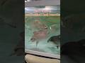 #shorts #aquarium