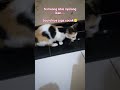 Kucing nyolong ikan