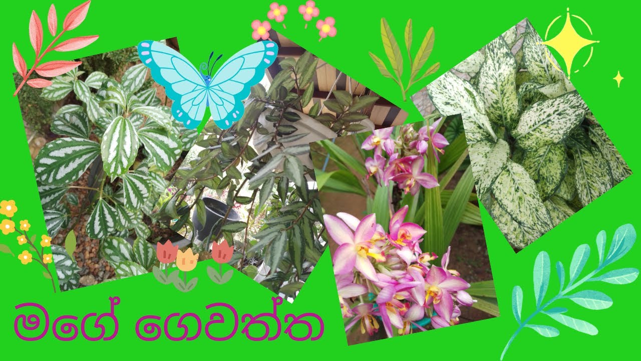 Episode01 මගේ ගෙවත්ත In 2022 Gardening Sinhala English