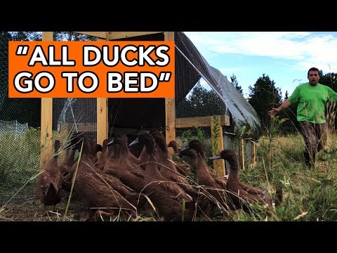 Training Ducks to Head to Bed