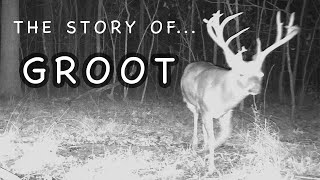 SUBURBAN BOWHUNTER - STORY OF GROOT - A HUGE ALABAMA NONTYPICAL WHITETAIL BUCK