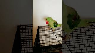 alexandri parrot talking so cute #puare mithu #parrot #alexander #parrot talking #birds #anuandsuji