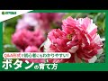 ☘43:ボタンの育て方|季節ごとの管理、わき芽かきや剪定、肥料の与え方などご紹介|【PlantiaQ&amp;A】植物の情報、育て方をQ&amp;A形式でご紹介