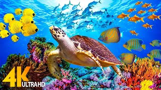 [NEW] 4HRS Stunning 4K Underwater Wonders - Relaxing Music | Coral Reefs, Fish \& Colorful Sea Life