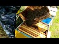Помогаем Ученикам #пчеловодство#пасека#пчёлы#изоляцияматок#Малыхин#Миленин #Гопка#весеннийстарт.