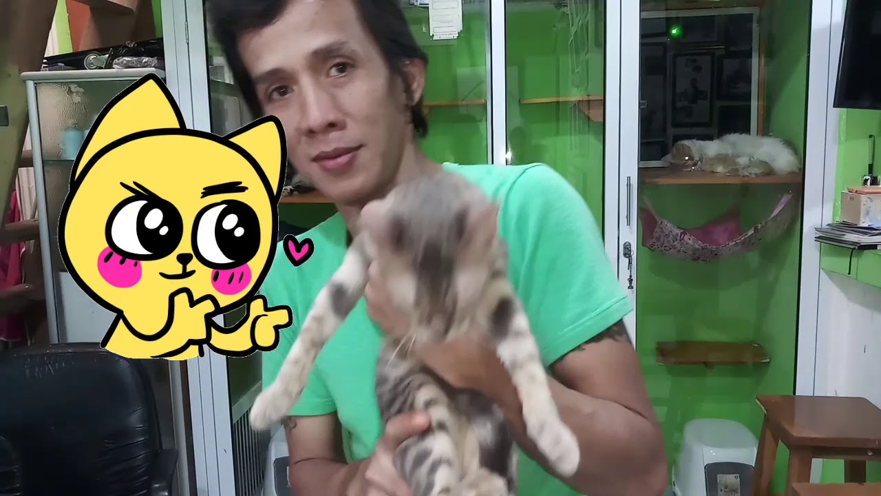 Vaksinasi Pada Hewan Kesayangan Anjing Dan Kucing Dvl