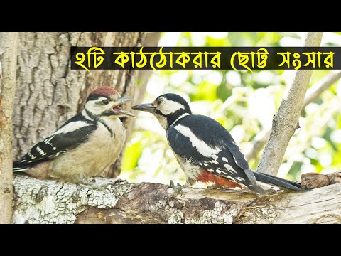 ভিডিও: পতিত পাখির উপত্যকাকে কেন বলা হয়?