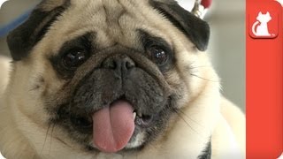 Obese Pugs Relinquished By Owner, Find A New Healthy Home - Tails of Hope