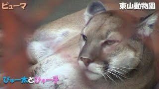 【ピューマ】ぴゅー太とぴゅー子 - 東山動物園（2008）Puma