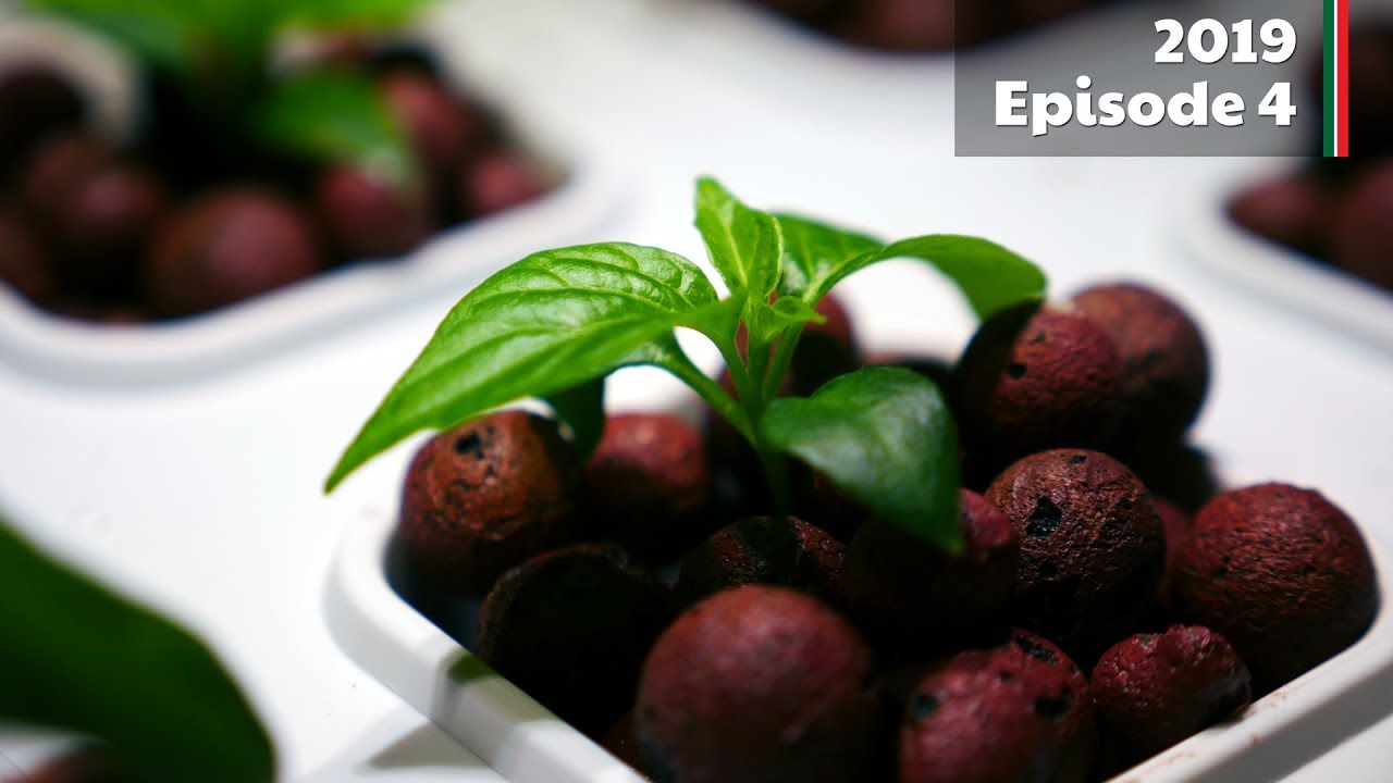 Kicked out of the house! (2019.E04 Garden Updates)