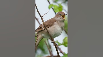 Thumbnail of nightingale sound