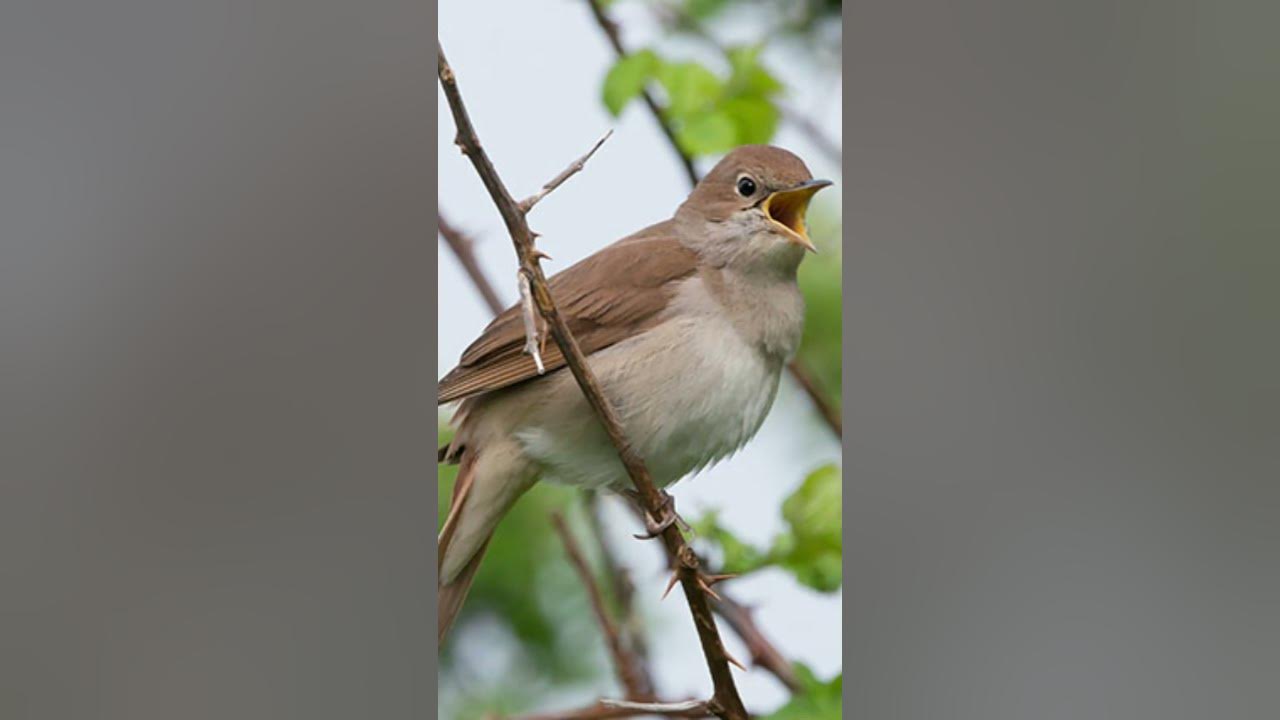 nightingale sound