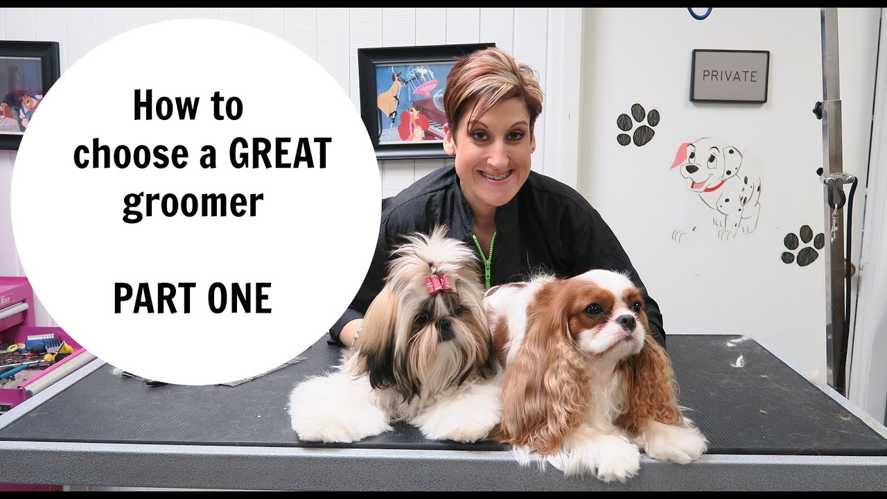 How to find a Great Dog Groomer YouTube