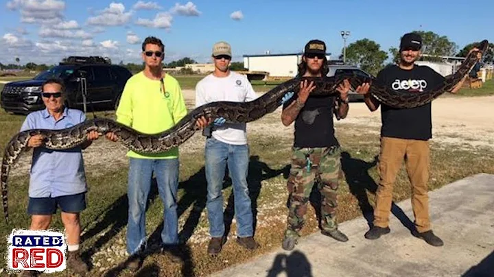 Record-Breaking Python Killed in Florida
