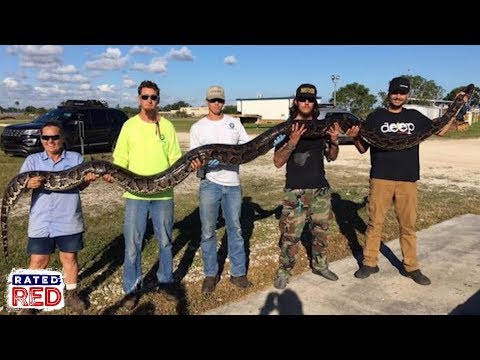 Record-Breaking Python Killed in Florida