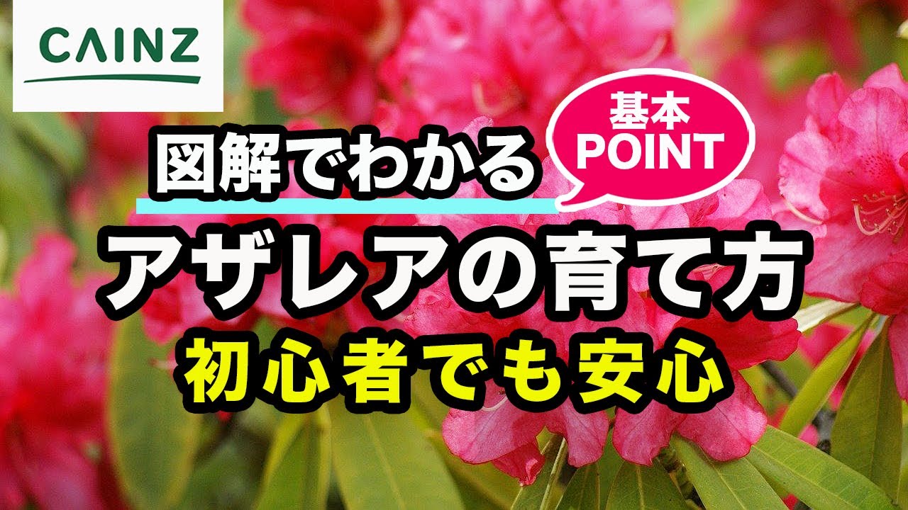 アザレアの育て方とは 水やりのコツや肥料の与え方 植え替え方法などについて解説 カインズ花図鑑 となりのカインズさん