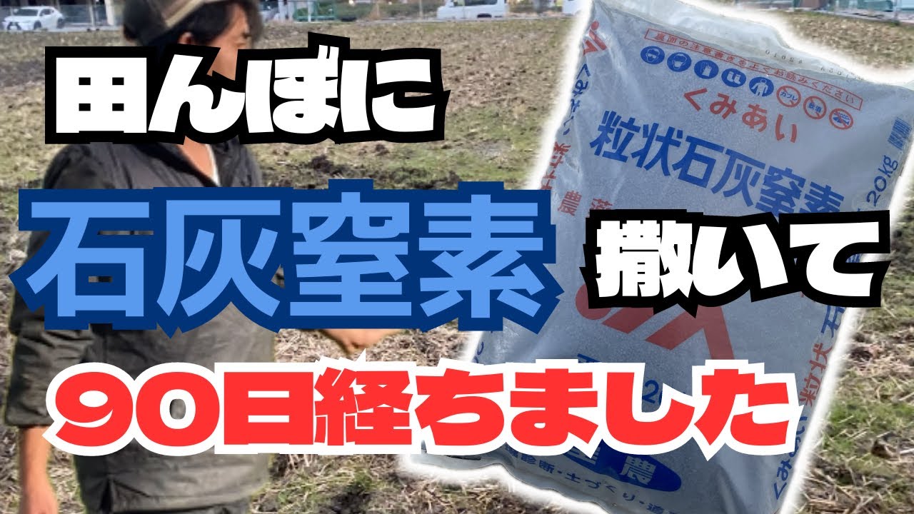 田んぼに【石灰窒素】撒いて90日後の様子です
