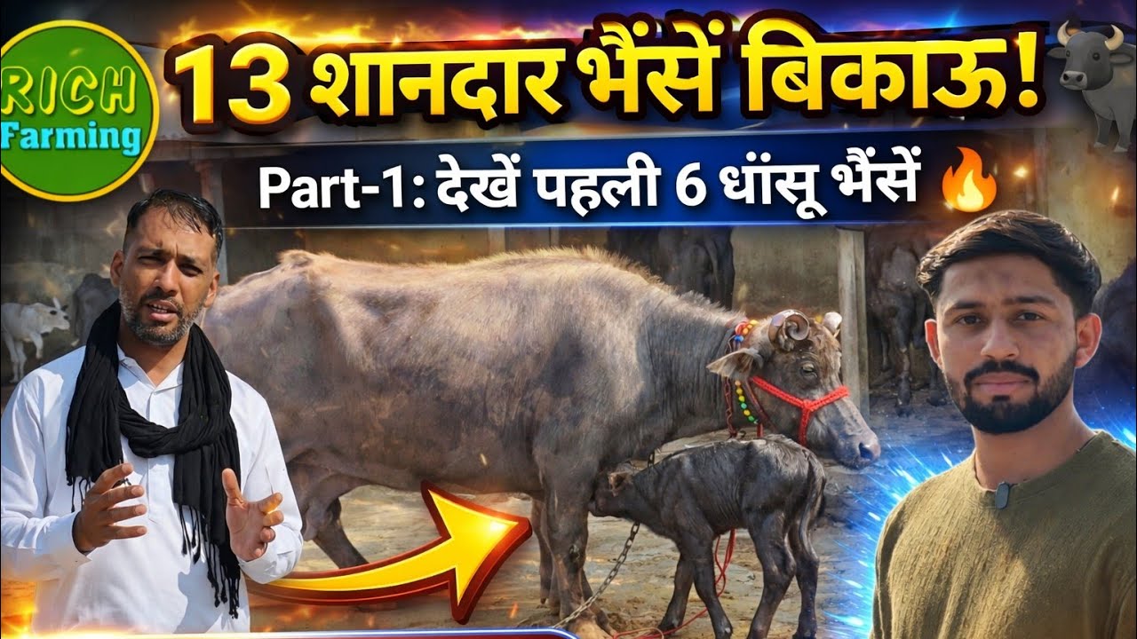 Top Quality Banni Buffalo For Sale at Cheap Price | सरफ़राज़ भाई की 13 शानदार भैंसें | Part 1