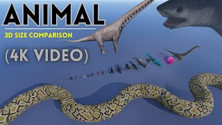 Animal Size Comparison in Perspective || 3D Animation (4K Video)  #animal #3d #comparison
