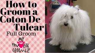 How to Groom a Coton de Tulear