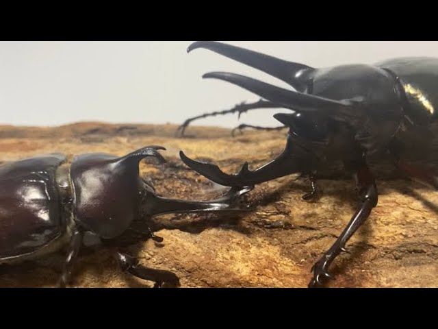 名勝負］国産カブトムシVSコーカサスオオカブト 三本勝負 ［リアル