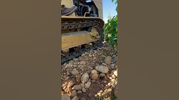 Rocky soils trap heat for perfect grape ripening - soil turning keeps vines strong! 🍇🔥