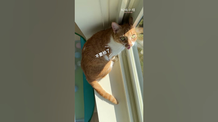 外面的小鳥有那more多🕊️  #cat #貓咪日常 #貓咪