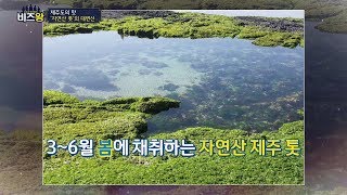 [비즈왕] - 제주톳웰니스육성사업단 - 제주의 맛 '자연산 톳'