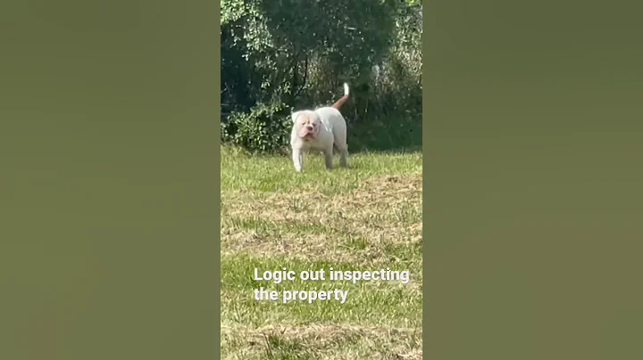 Logic, great American Bulldog doing his morning inspection and run #americanbully #americanbulldog