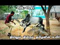 Jallikattu Kaalai Traning & How it's preparing? Manju Virattu Kaalai - தர்மபுரி