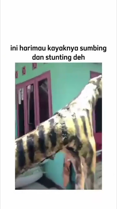 notip harimau