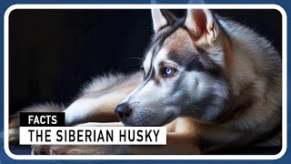 Eyes of the Arctic: Unraveling the Mysteries of the Siberian Husky by Amazing world of Animals 841 views 2 months ago 3 minutes, 17 seconds