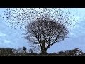 Starling Murmuration : The Exploding Tree - Birds Flying Filmed in Slow Motion