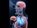 Nipah Virus Inside the Human Body 😱 | Science Explained #Shorts #biology #viralvirus #nonviral