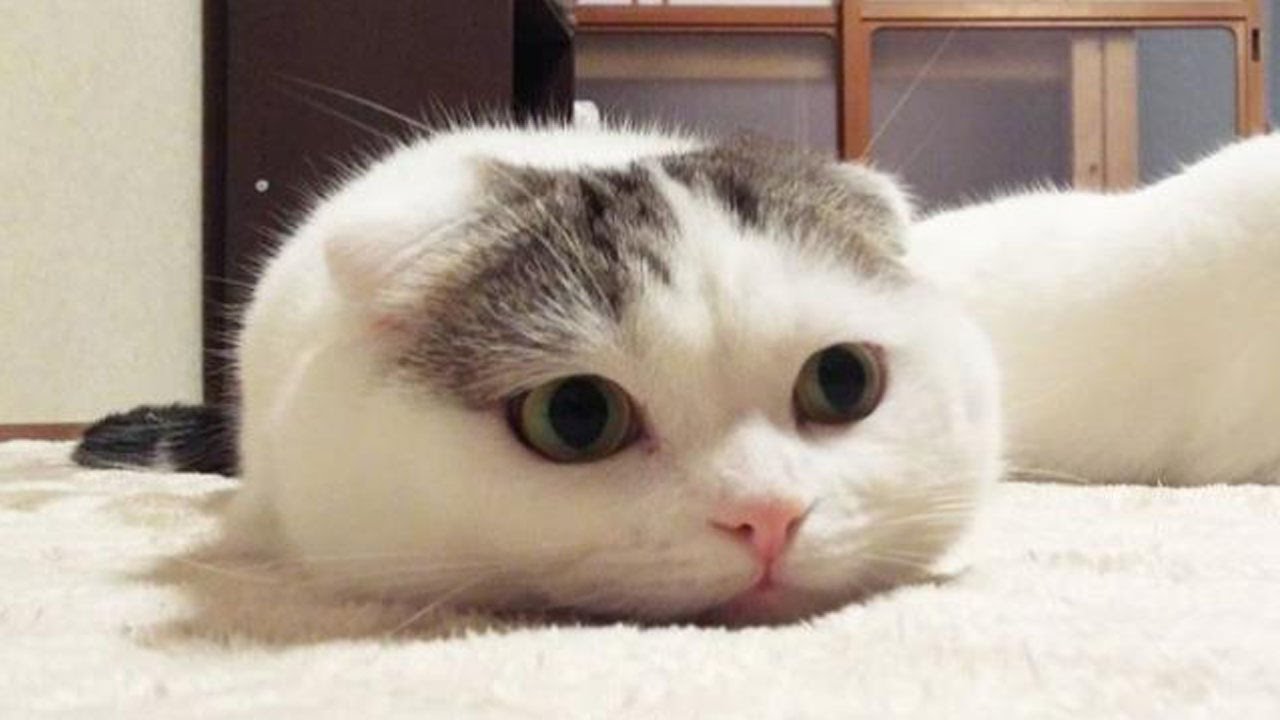 New Cute Kittens Meowing | Aaron's Animals Cats Meowing ...