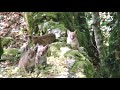 Ils taient  2 mtres de moi  quatre bbs lynx films dans une fort du doubs