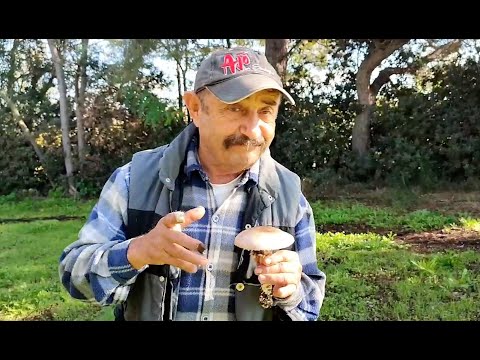 Video: Funghi commestibili: funghi finto latte