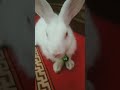 #youtubeshorts #shortvideo #youtube #shorts #pets #rabbit #bunny #cuterabbit