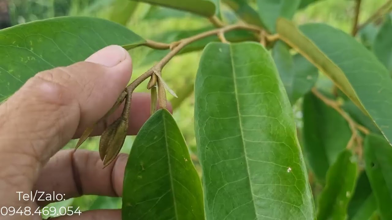 Chăm sóc sầu riêng tơ phát triển 