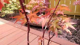 Japanese Maple Acer Tree Disease Problem - (Part 2 of 2)