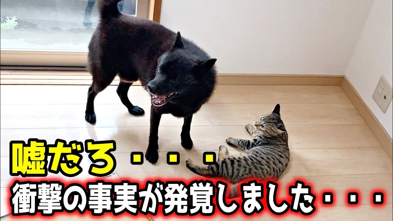 猫のしずくが甲斐犬一休にやっていたことが衝撃・・・