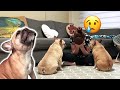 French Bulldogs React To Me Crying | PRANK (SHE CRIED TOO😭💔)