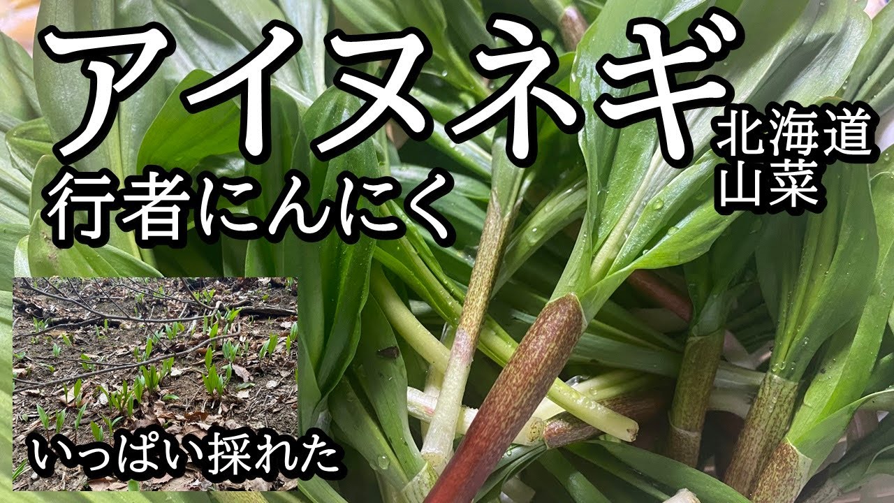 アイヌネギ（ギョウジャニンニク）採りが楽しい件【 北海道 自然